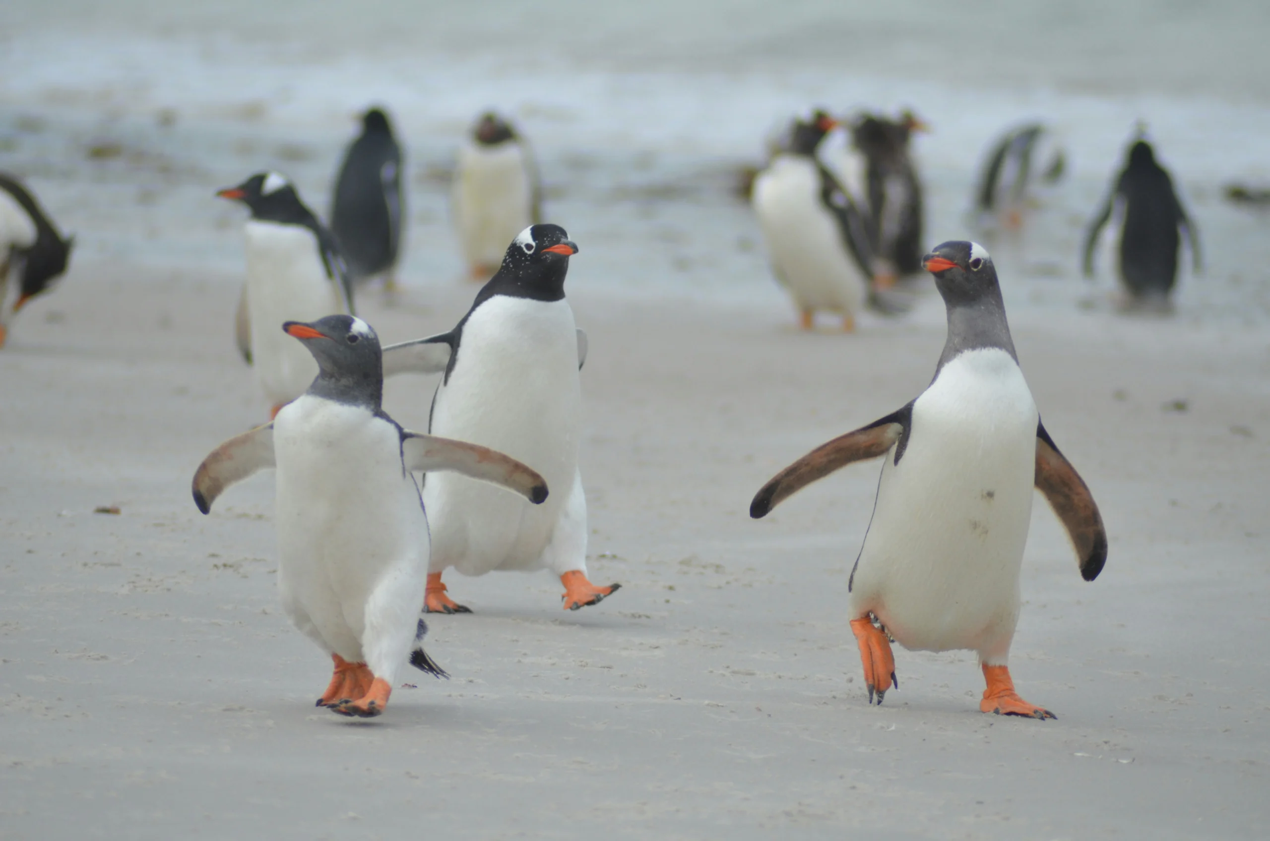 Penguins gathered together in a cold Antarctic environment