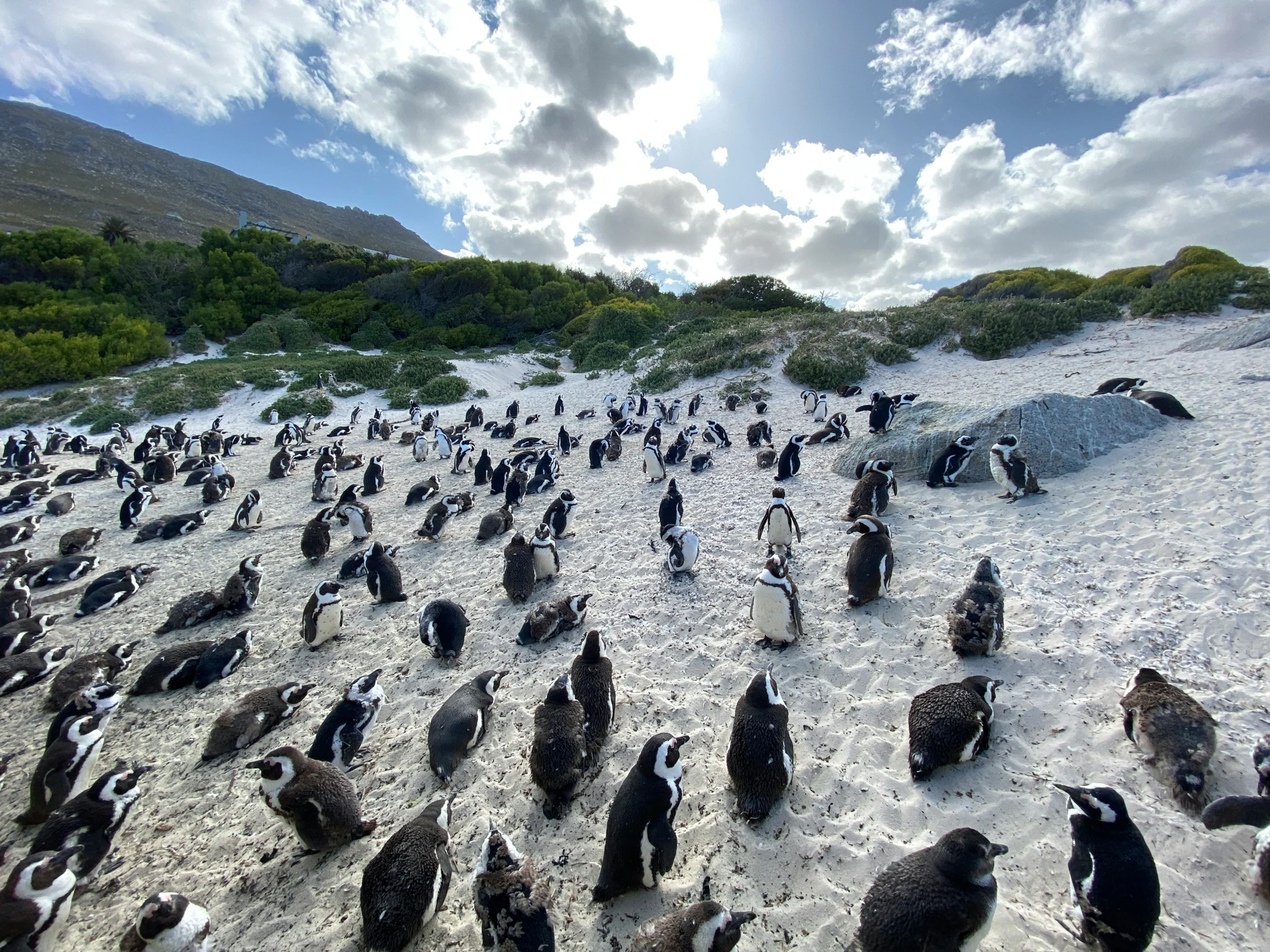 Emperor penguins traveling across steep Antarctic ice