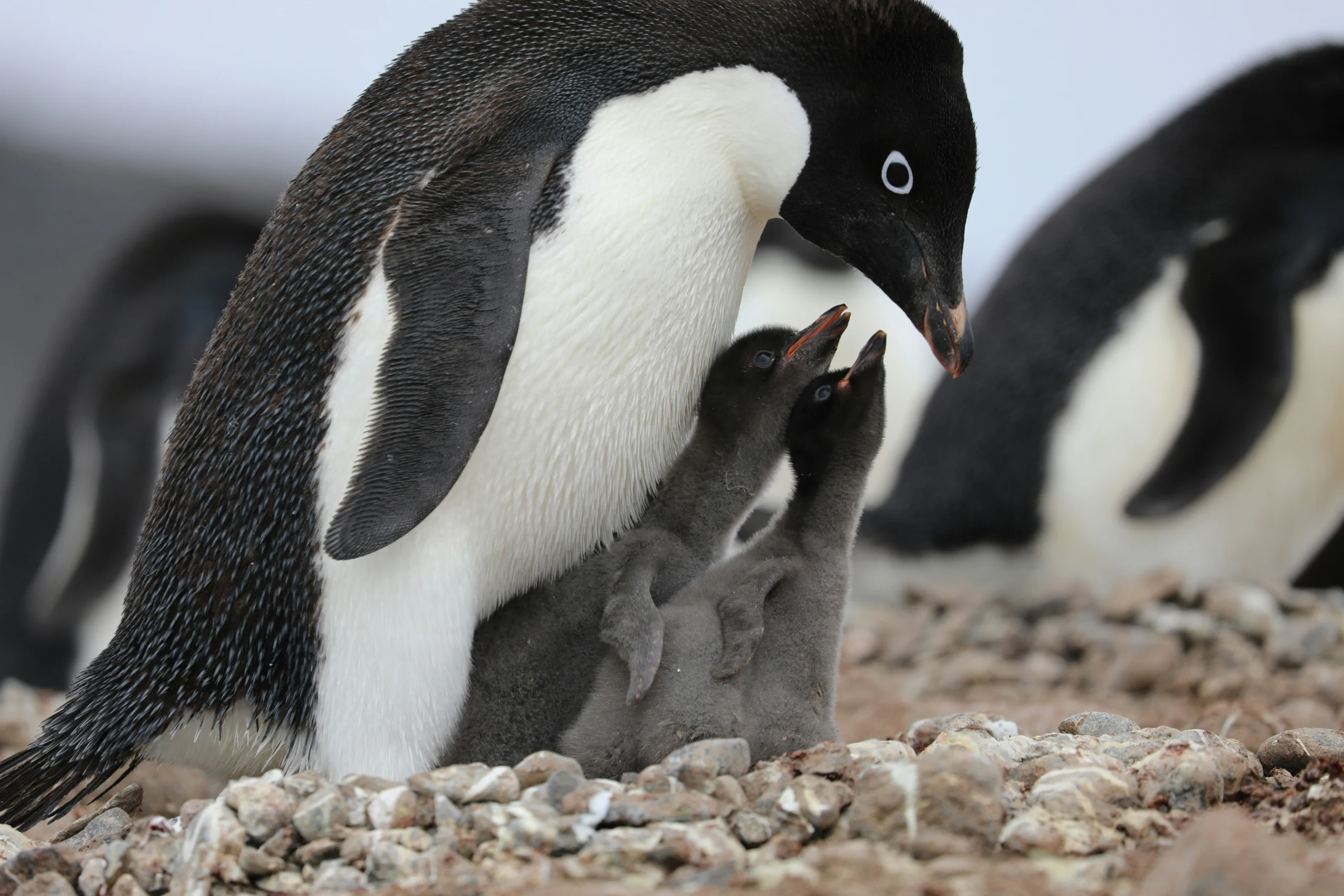 Adult penguins caring for their young
