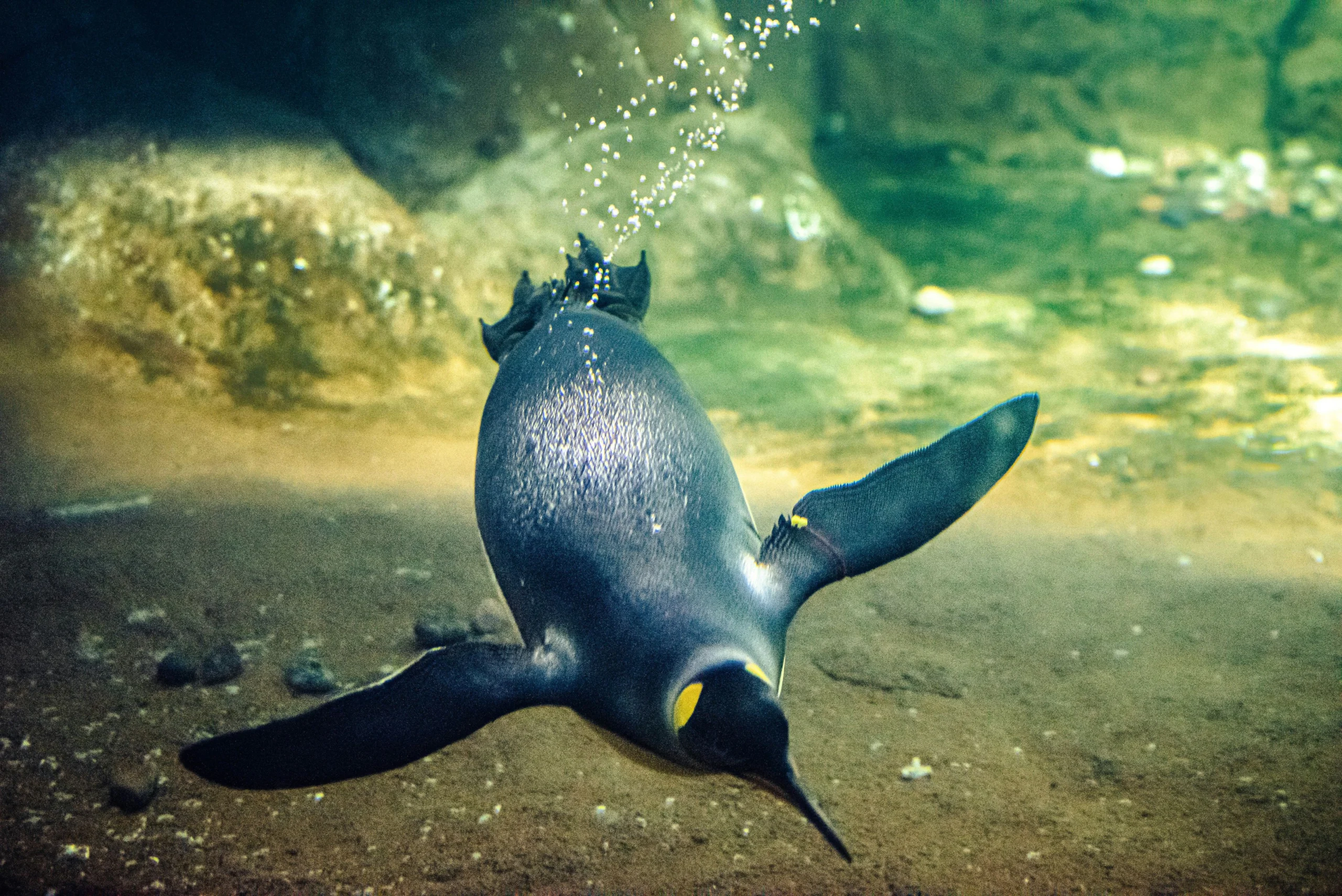 Penguins swimming through the water